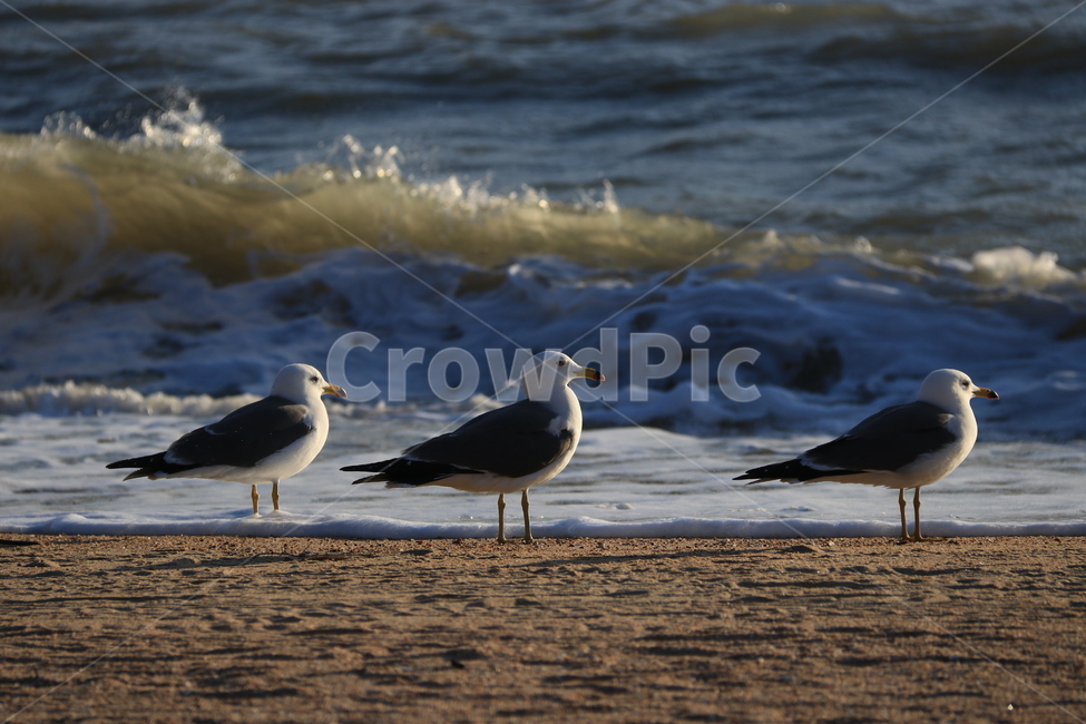 자연,바다,을왕리,파도,bird,새,animal,동물,seagull,갈매기,동물,animal,조류,새,birds
