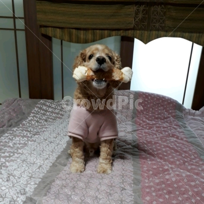 코카,악마견,코카스파니엘,코카스파니얼,귀여운개,반려견,반려견코카