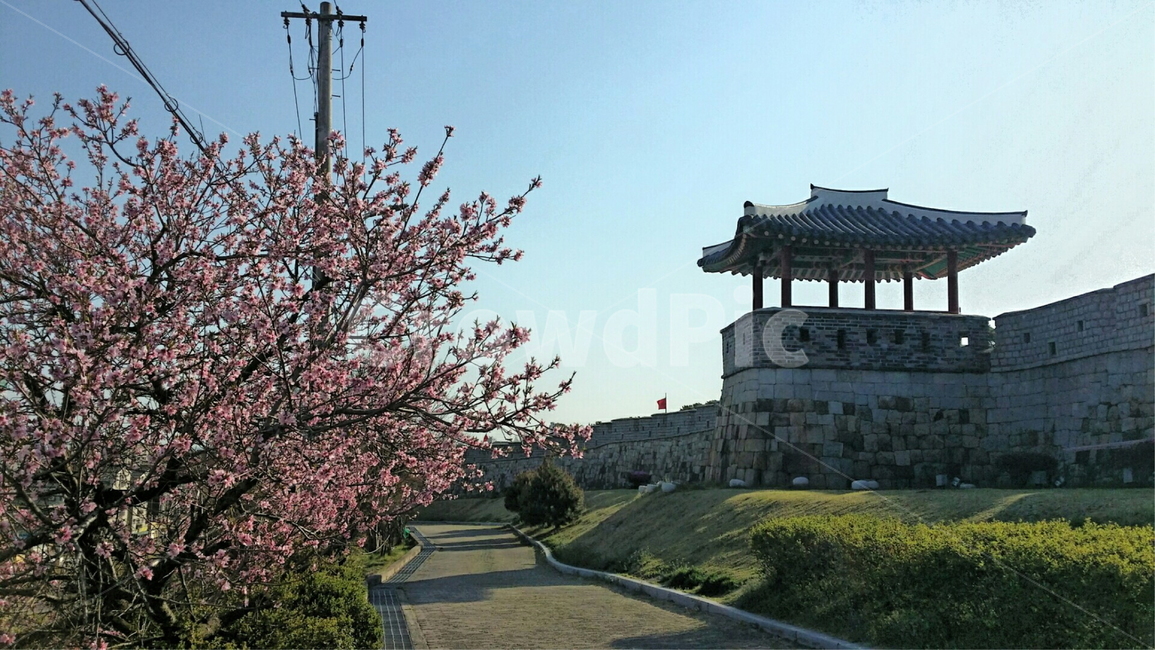수원,화성,수원화성,봄,벚꽃,자연,야외,풍경,꽃