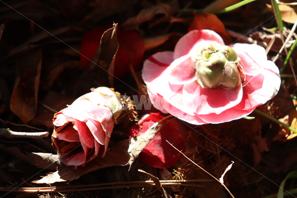 동백,식물,꽃,flower,봄,지다,핑크,햇살,빛,감성사진,식물,자연,plants,nature,꽃,flower