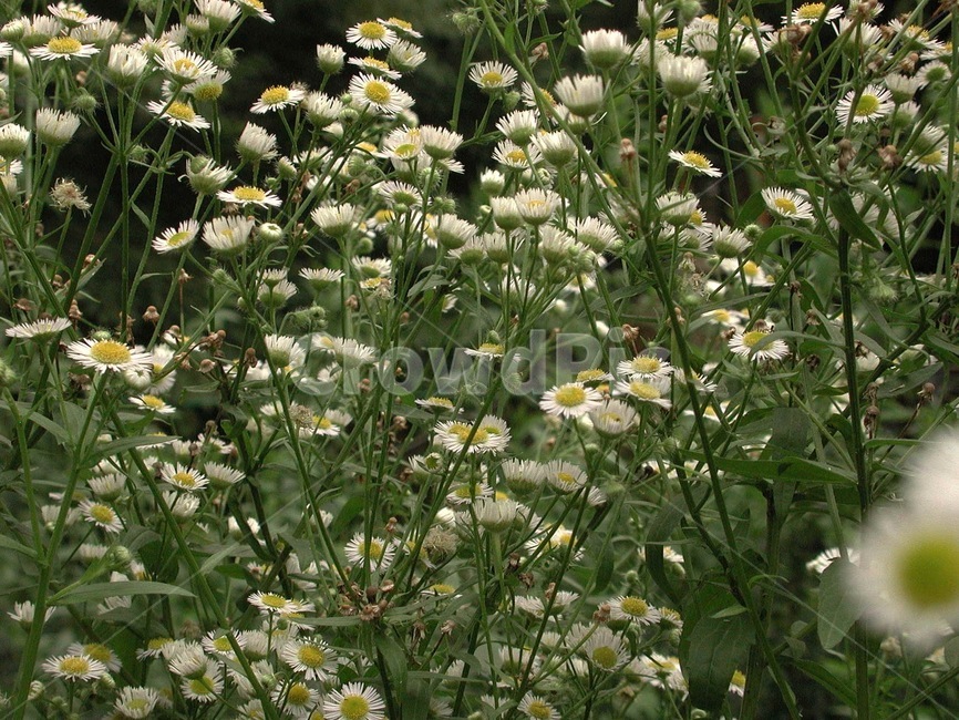 들풀,들꽃,배경,바탕화면,꽃,식물,자연,식물,자연,plants,nature,꽃,flower