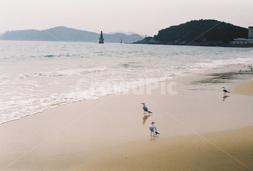 바다,해변,해운대,갈매기,새,bird,sea,sand,물,모래,해변,바다,beach,sea,동물,animal,조류,새,birds,감성,sensible,feeling