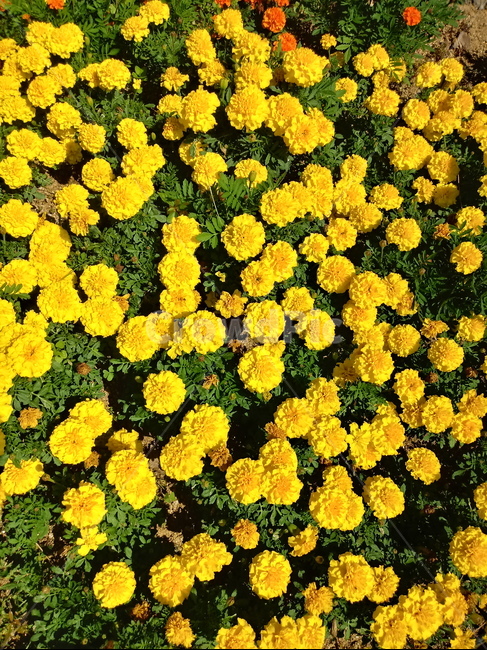 금잔화,금송화,金松花,옥동동화,성주화,당금잔,식물,꽃,plant,flower,potmarigold,관상용,한해살이풀,식물,자연,plants,nature,꽃,flower