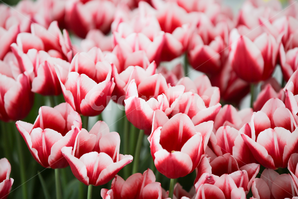 튤립,튤립축제,태안튤립축제,tulip,백합목,백합과,봄꽃,봄,계절,spring,season,식물,자연,plants,nature,꽃,flower,plant,blossom