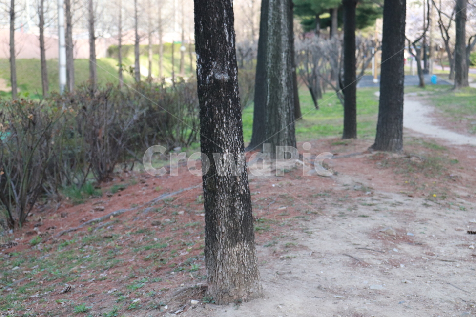 나무,기둥,식물,자연,우드,식물,자연,plants,nature,나무,trees,wood