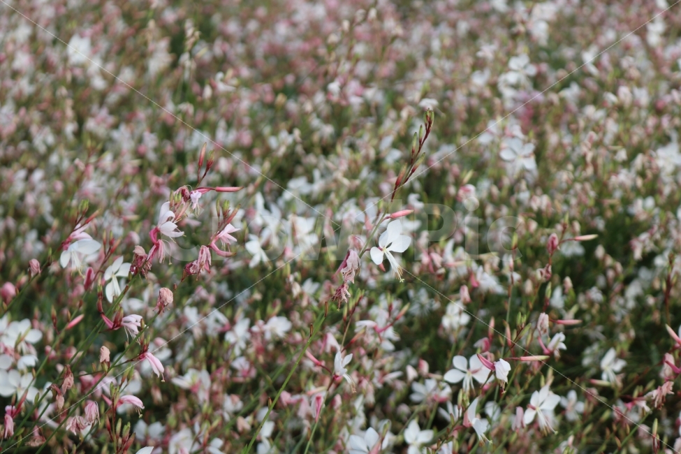 자연,감성,꽃,식물,힐링,식물,자연,plants,nature,꽃,flower,감성,sensible,feeling