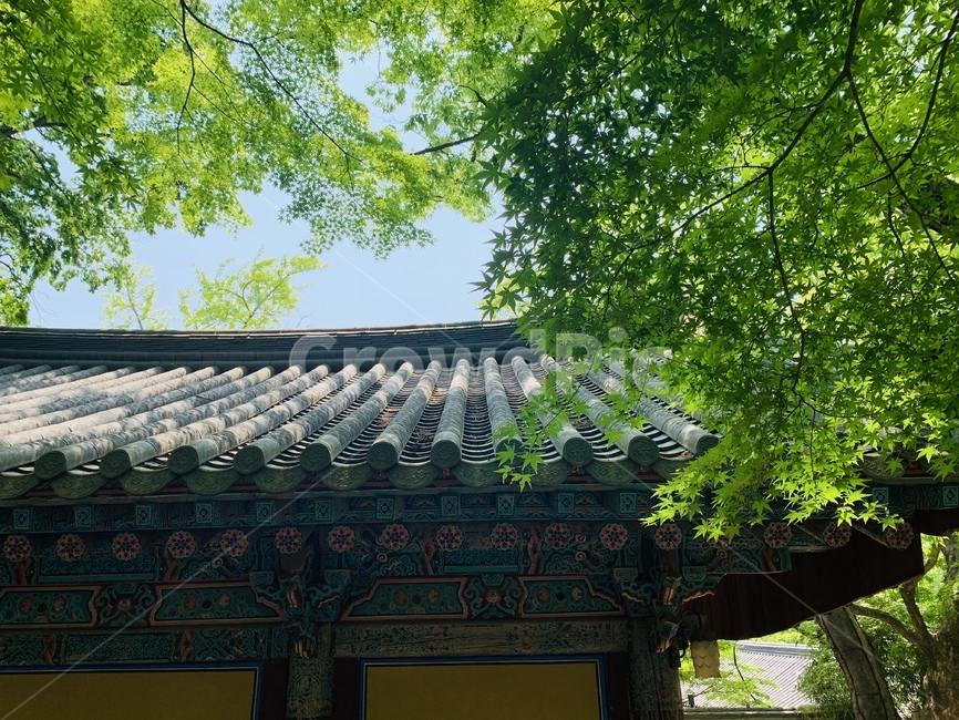 한옥,경주,불국사,지붕,한옥지붕,한옥건물,여름,전통,outdoors,옥외,한국전통,한국문화,korean traditional,korean culture,건축물,건물외관,exterior,building,structure,architecture,construction