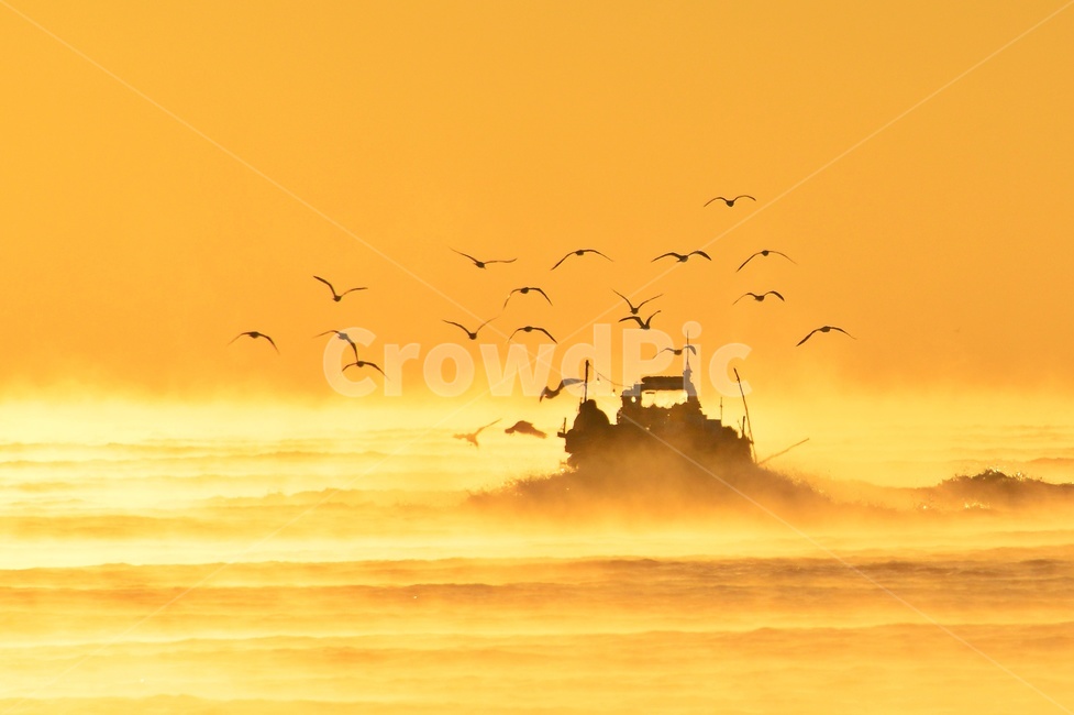 weather,날씨,bird,새,flock,대군,nature,자연,outdoors,옥외,명선도아침,명선도멸치잡이배,멸치잡이배,갈매기,어업,fishery,fishing industry