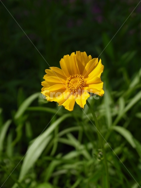 꽃,노랑꽃,개나리,빛내림,들꽃,식물,자연,plants,nature,꽃,flower