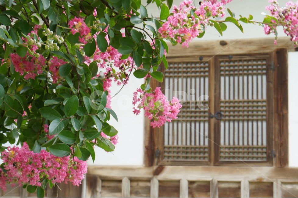 배롱나무,꽃,배롱꽃,핑크,안회당,풍경,한국전통,한국문화,korean traditional,korean culture,식물,자연,plants,nature,꽃,flower,건축물,건물외관,exterior,building,structure,architecture,construction