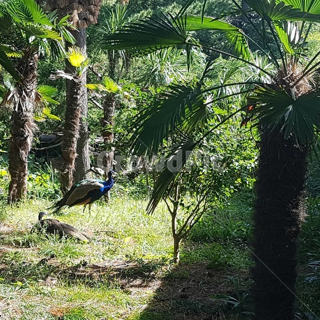 제주도,한림공원,공작새,새,햇빛,휴식,아침,peacock,pavo,bird,jeju