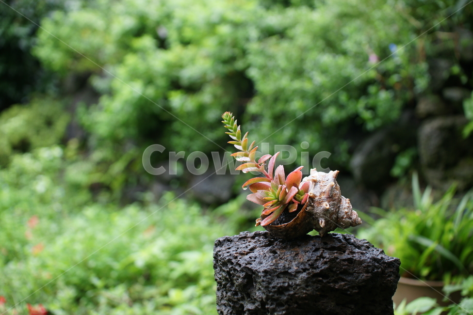 고동,소라,화분,친환경,자연,식물,자연,plants,nature