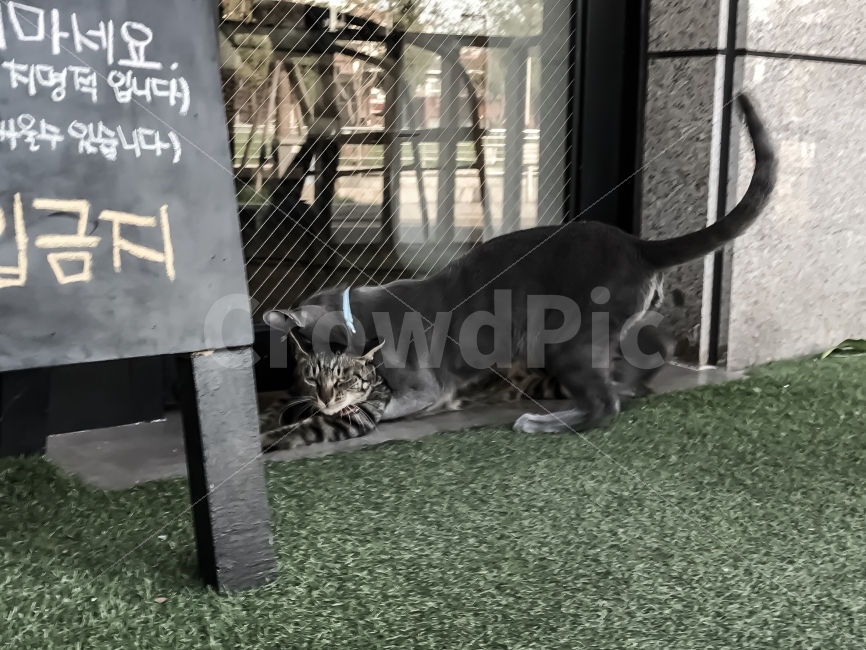 우정,고양이,코리아숏헤어,코숏,러시안블루,러블,우애,장난,동물,animal,포유류,mammal,고양이,cat,kitten,kitty