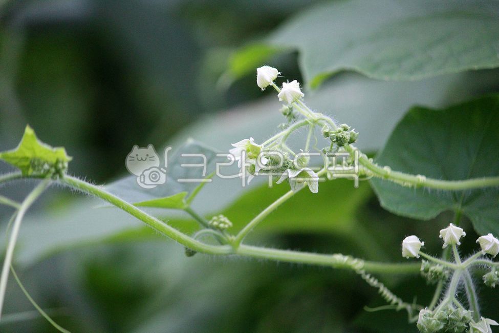 plant,식물,유해식물,박과,생태계교란종,flower,꽃