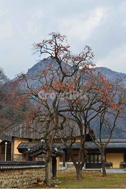 nature,자연,outdoors,옥외,장성,백양사,plant,식물,food,음식,fruit,과일,tree,나무,persimmon,감,감나무,홍시,담장,돌담장,사찰,절,불교
