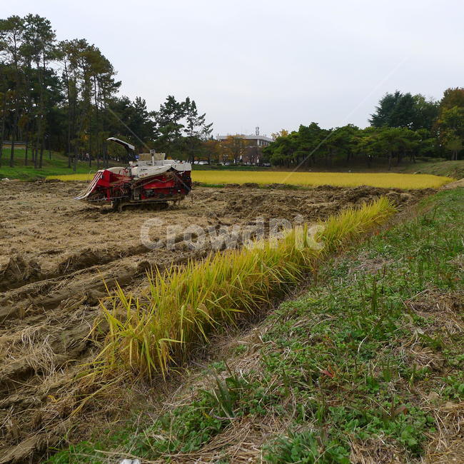 콤바인,가을추수,금빛벼,황색빛깔,콤바인기계,농업,농사,agriculture,farming,farming industry