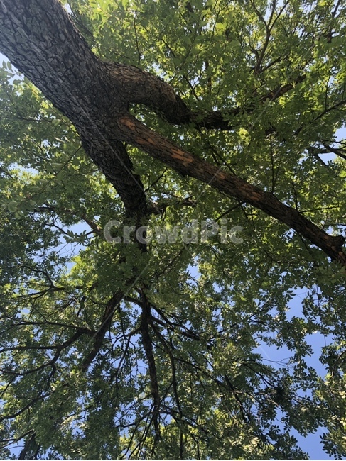 나무,식물,자연,햇살,휴식,초록색,힐링,날씨,tree,plant,weather,nature,healing,rest,식물,자연,plants,nature,나무,trees,wood