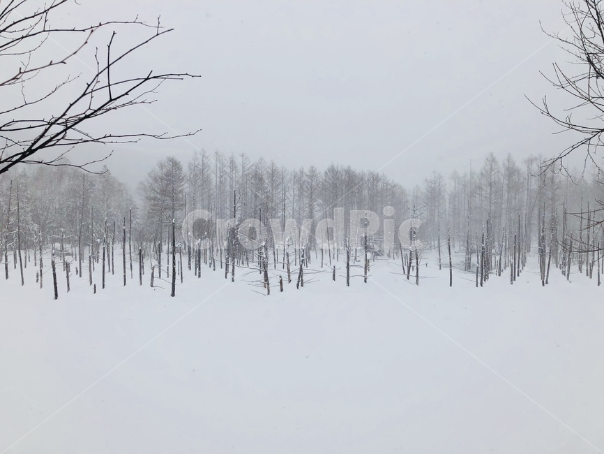 북해도,겨울,눈,풍경,청의호수,시냇물,함박눈,일본,비에이,겨울,계절,winter,season,자연,풍경,nature,landscape,outdoors,옥외,blizzard,눈보라,storm,폭풍,snow