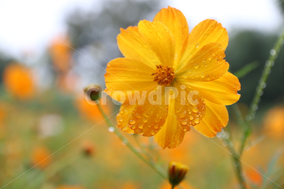 노랑,꽃,황화코스모스,노랑코스모스,가을꽃,식물,yellow,야외,cosmos,계절,plant,pollen,가을,계절,fall,autumn,season,식물,자연,plants,nature,꽃,flower