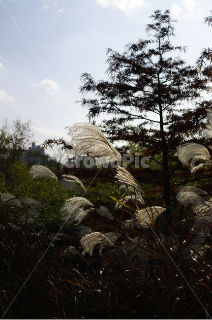 가을,나무,억새,식물,autumn,가을,계절,fall,autumn,season,grass,잔디,plant,lawn,reed,갈대