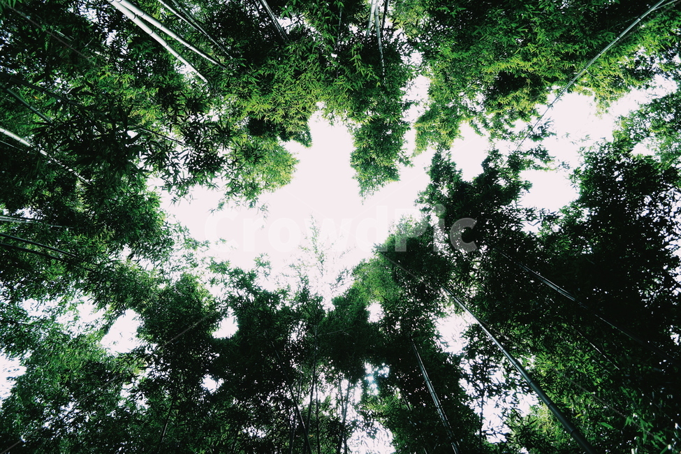 하늘,wood,대나무,녹음,고요,경관,자연,풍광,nature,landscape,한국자연풍경,koreanaturelandscape,감성,감정,sensible,feeling,emotion,계절,season,koreatraditional,plant,trees,자연,풍경,nature,landscape,tree,나무,식물,vegetation,초목