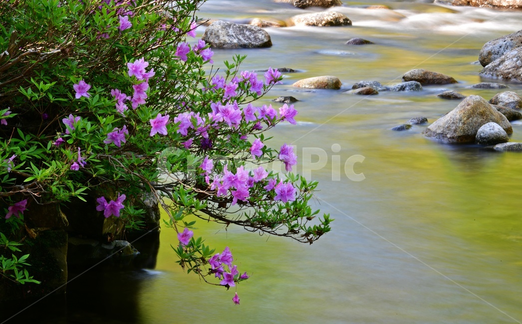 전북,남원,지리산,달궁,수달래,달궁수달래,계곡,믈,nature,자연,scenery,풍경,outdoors,옥외,landscape,경치,plant,식물,blossom,flower,꽃