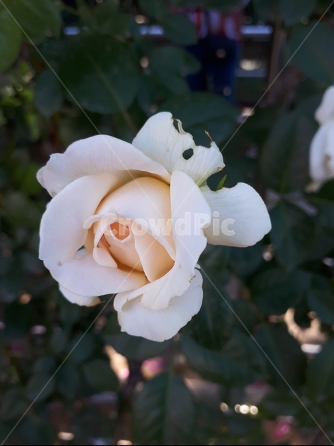장미,장미한송이,꽃,rose,roseday