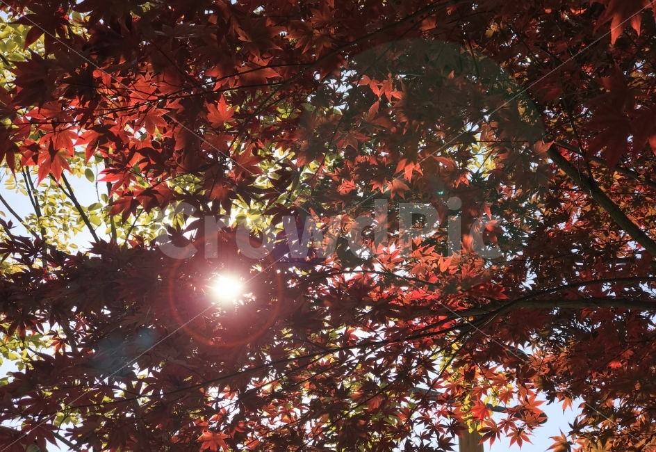 단풍,나무,붉은,빨간,단풍잎,풍경,하늘,플레어,light,sun,sky,nature,fall,가을,감성,예쁜,나뭇잎,잎,낙엽,눈부신,햇살,가을,계절,fall,autumn,season,식물,자연,plants,nature,leaf,plant,tree