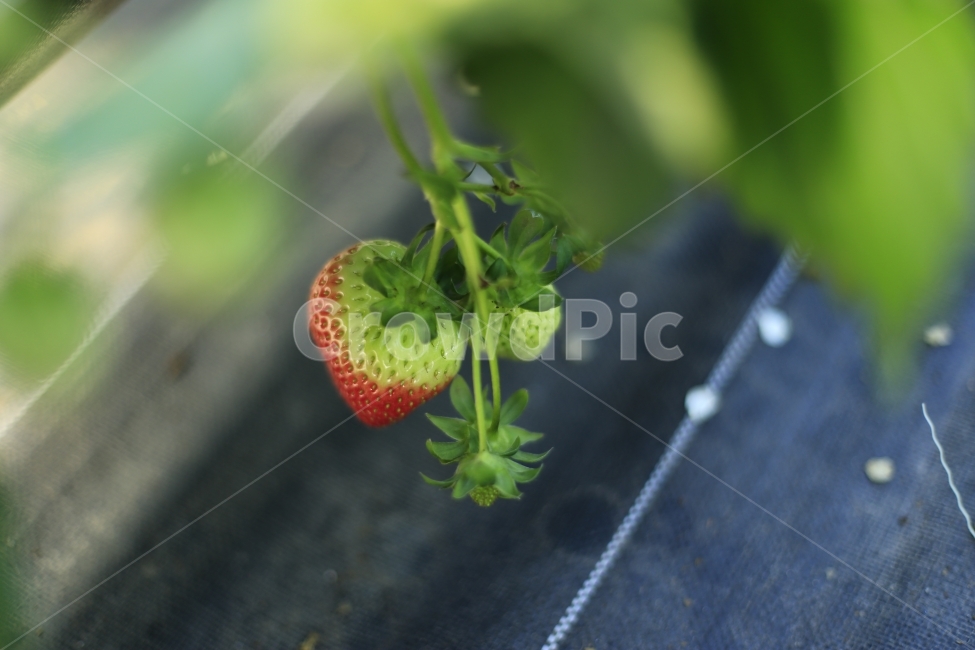 딸기,과일,열매,빨강,fruit,strawberry,nature,red,과실,농장,농작물,빨간,빨강색,맛있는,맛있다,싱싱한,음식,식재료,요리,food,cook,meal,dishes,food reserves,과일,열매,fruit,채소,야채,vegetables