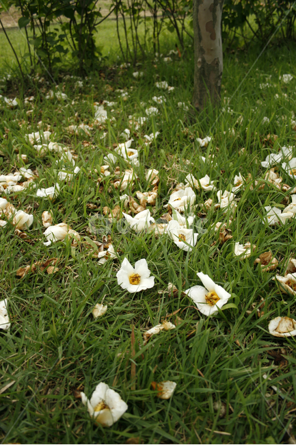노각나무,차나무,식물,flower,plants,nature,꽃봉오리,꽃,낙화,식물,자연,plants,nature,꽃,flower