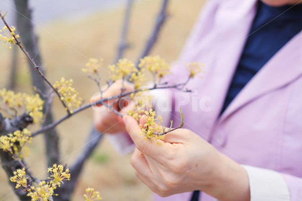 꽃,봄,개나리,노란색,노란봄,꽃보다아름다운손,배경,피피티,썸네일,벚꽃놀이,꽃구경,봄놀이,봄,계절,spring,season,꽃,flower,plant,식물