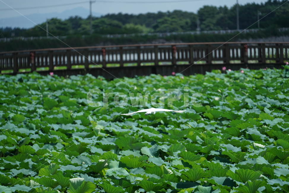 만경저수지,능제저수지,김제만경저수지,저수지,농업저수지,능제,식물,자연,plants,nature