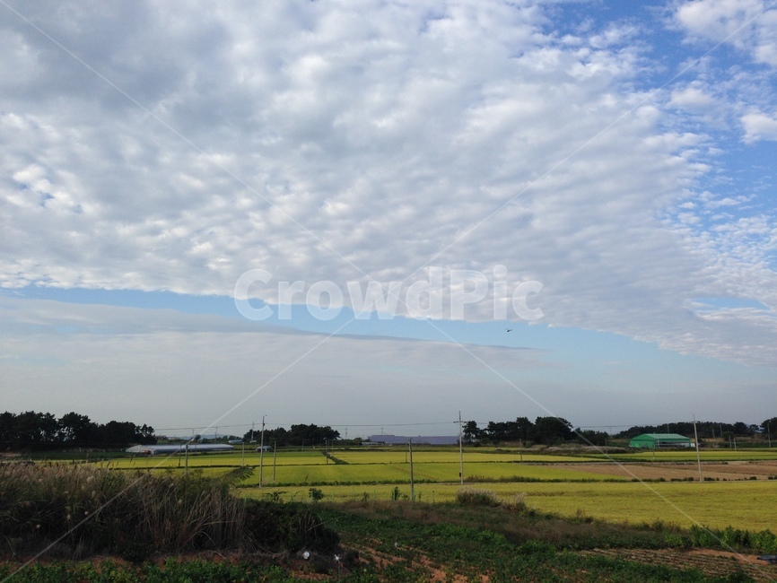 평야,구름,꽃밭,하늘,색조,시골,마을,풍경,landscape,country,rural,town