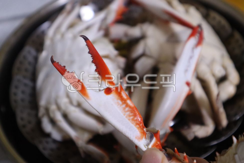꽃게, 게, 해물, 해산물, 갑각류, 사진,이미지,일러스트,캘리그라피 - 팡팡s작가