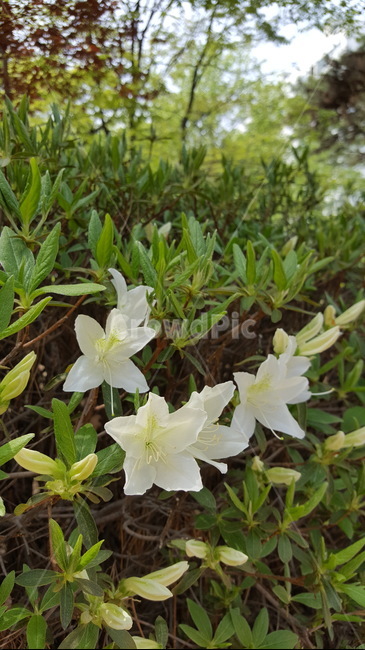plant,식물,철쭉,봄,flowers,꽃,blossom