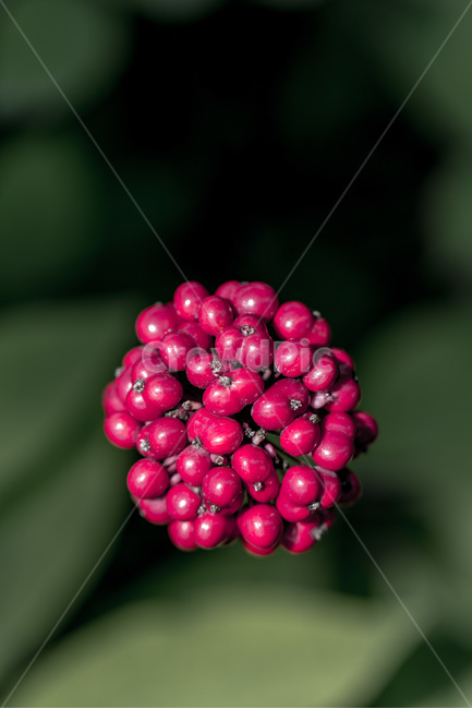 인삼,인삼꽃,열매,씨앗,보약,장수,뇌,식물,자연,plants,nature,과일,열매,fruit