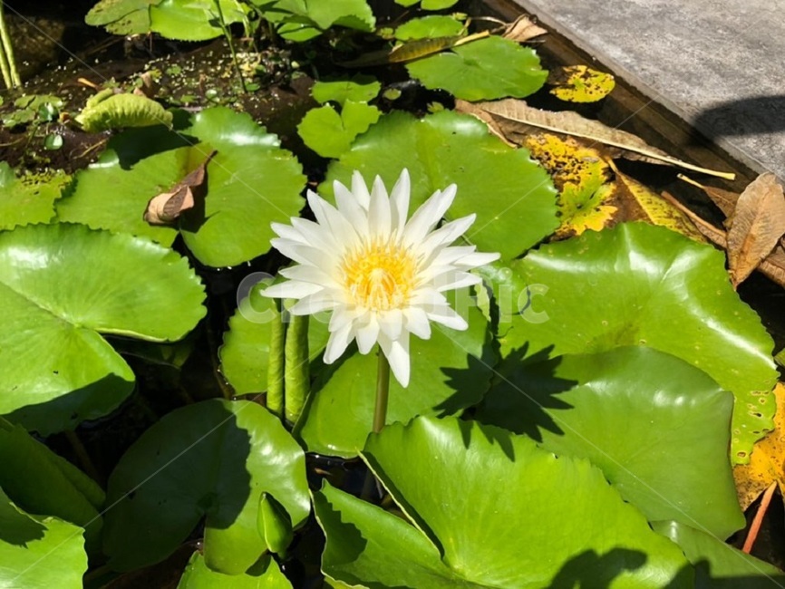 베트남,꽃,맑음,낮,자연,식물,자연,plants,nature,꽃,flower