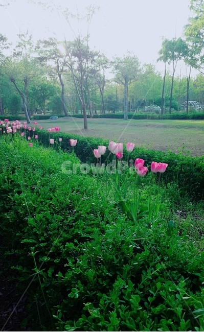 꽃,봄,나무,공원,식물원