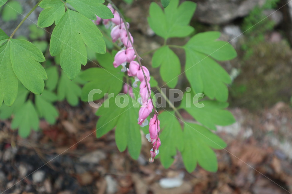 꽃,야생화,자연,식물,생태,plants,nature,flower