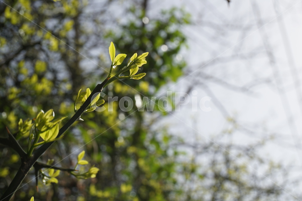 봄,4월,탱자나무,탱자나무가시,새순,녹색,연두색,가시나무,가시,봄,계절,spring,season,식물,자연,plants,nature,plant