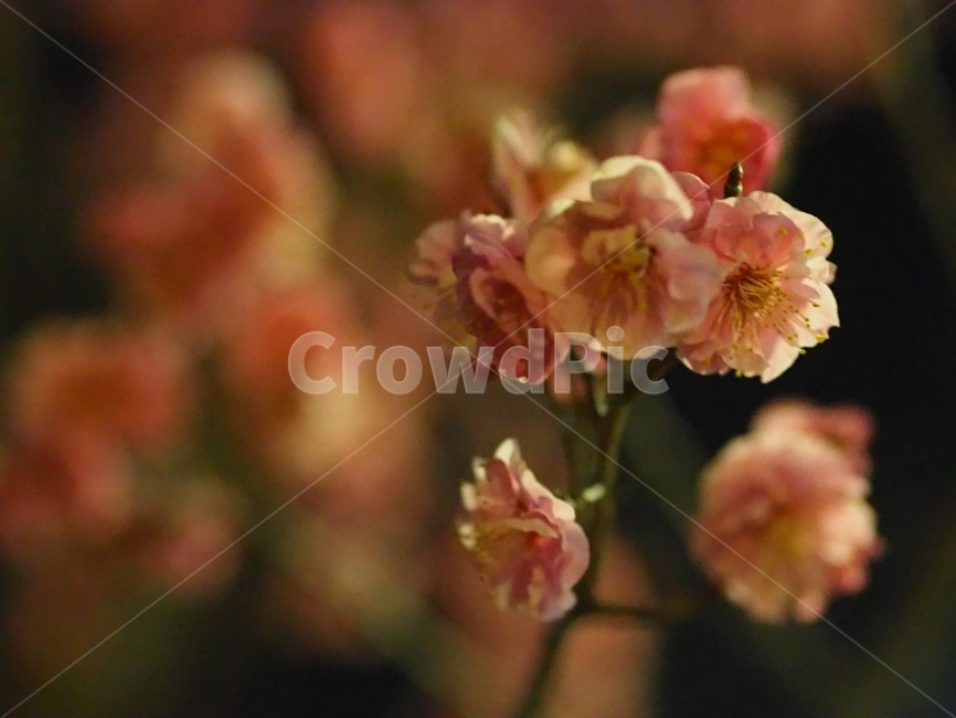 감성,꽃,밤,감성사진,매화,봄,계절,spring,season,식물,자연,plants,nature,꽃,flower,감성,sensible,feeling,geranium,제라늄,blossom,plant