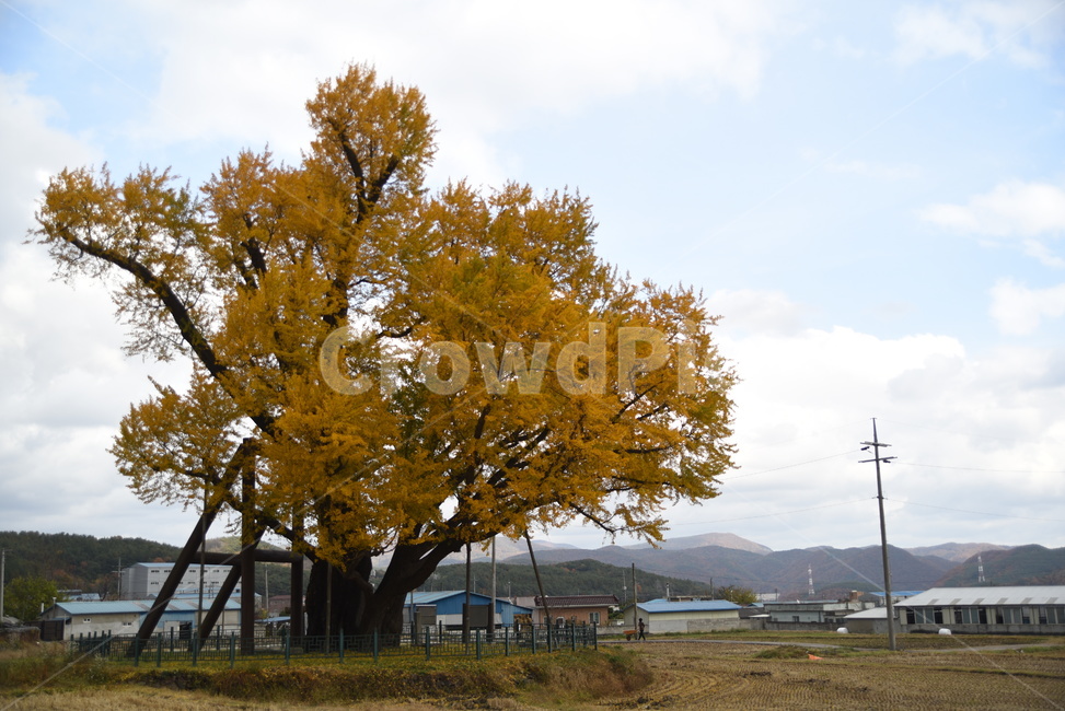 노거수,은행나무,구량리,tree,나무,plant,식물,보호수,울산,가을,계절,fall,autumn,season,식물,자연,plants,nature,나무,trees,wood