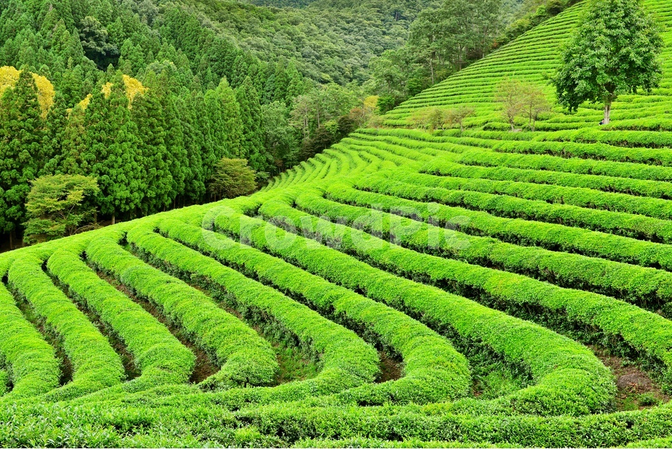 전남,보성,대한다원,녹차밭,녹차잎,연두색,차밭,outdoors,옥외,nature,자연,초록,green,여름,계절,자연,풍경,nature,landscape,한국자연풍경,한국자연경관,korea nature landscape