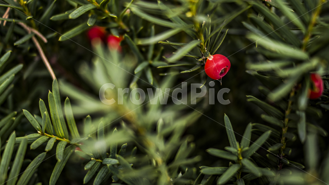자연,식물,아웃포커싱,감성,주목,식물,자연,plants,nature,과일,열매,fruit