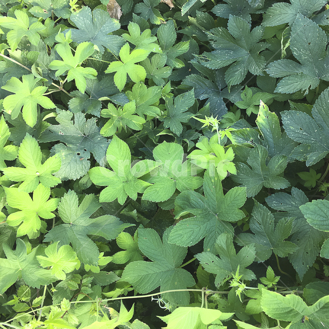 식물,초록,잎,허브,초목,식물,자연,plants,nature