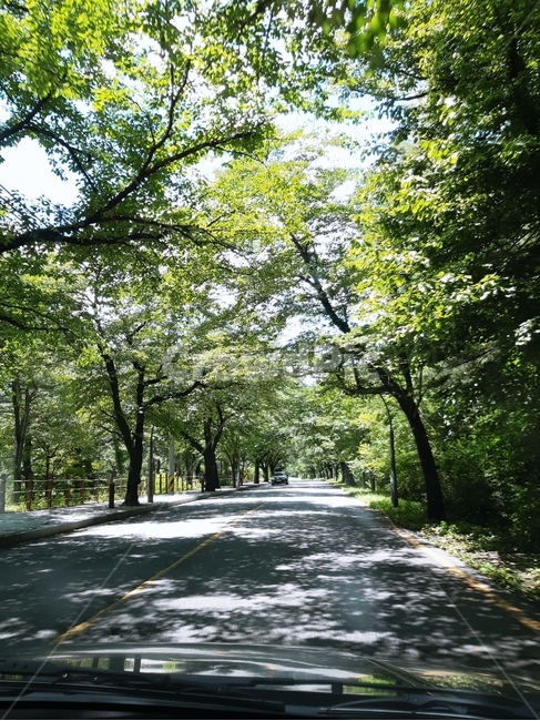도로,경치,나무,거리,자연