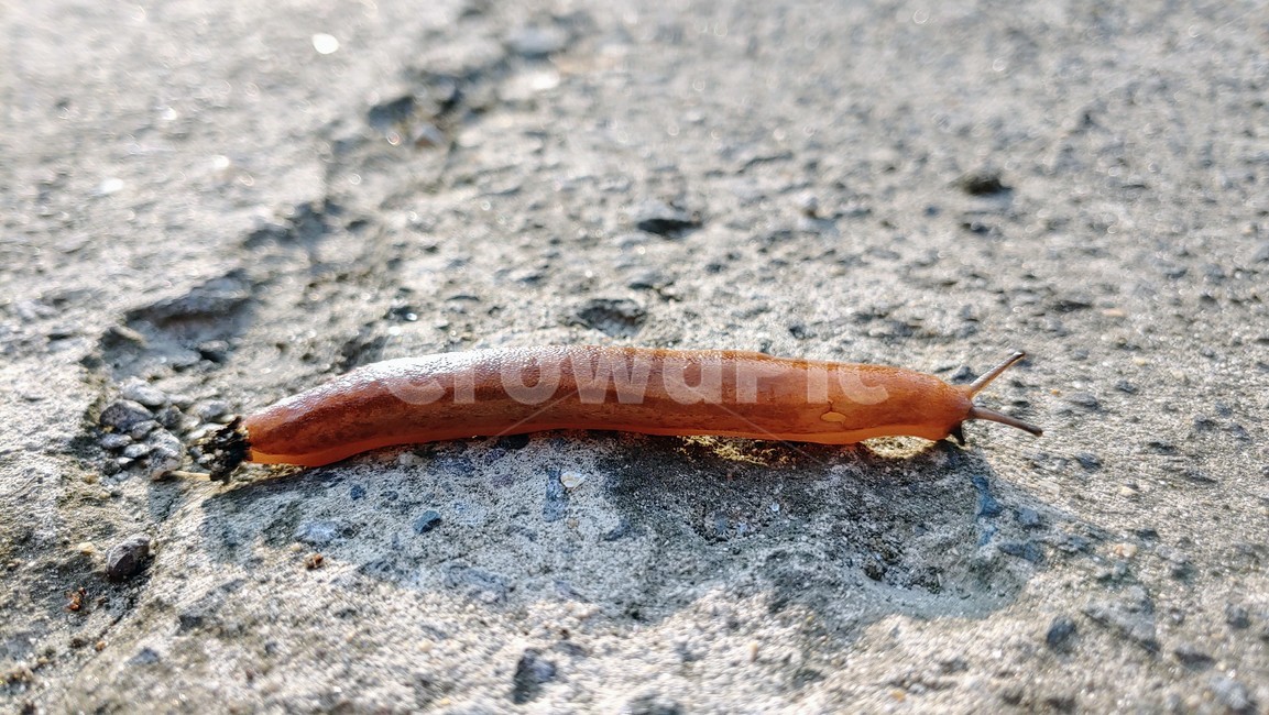 달팽이,민달팽이,snail,slug,연체동물