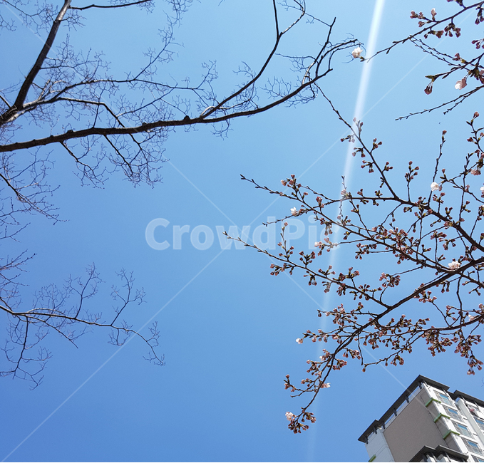 벚꽃,하늘,봄,구름,cherryblossoms,식물,자연,plants,nature,꽃,flower