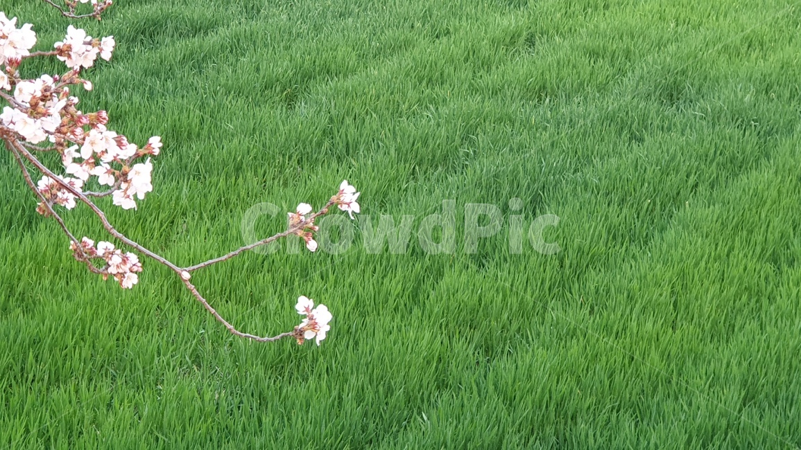 초록,벗꽃,봄,들판,나무가지