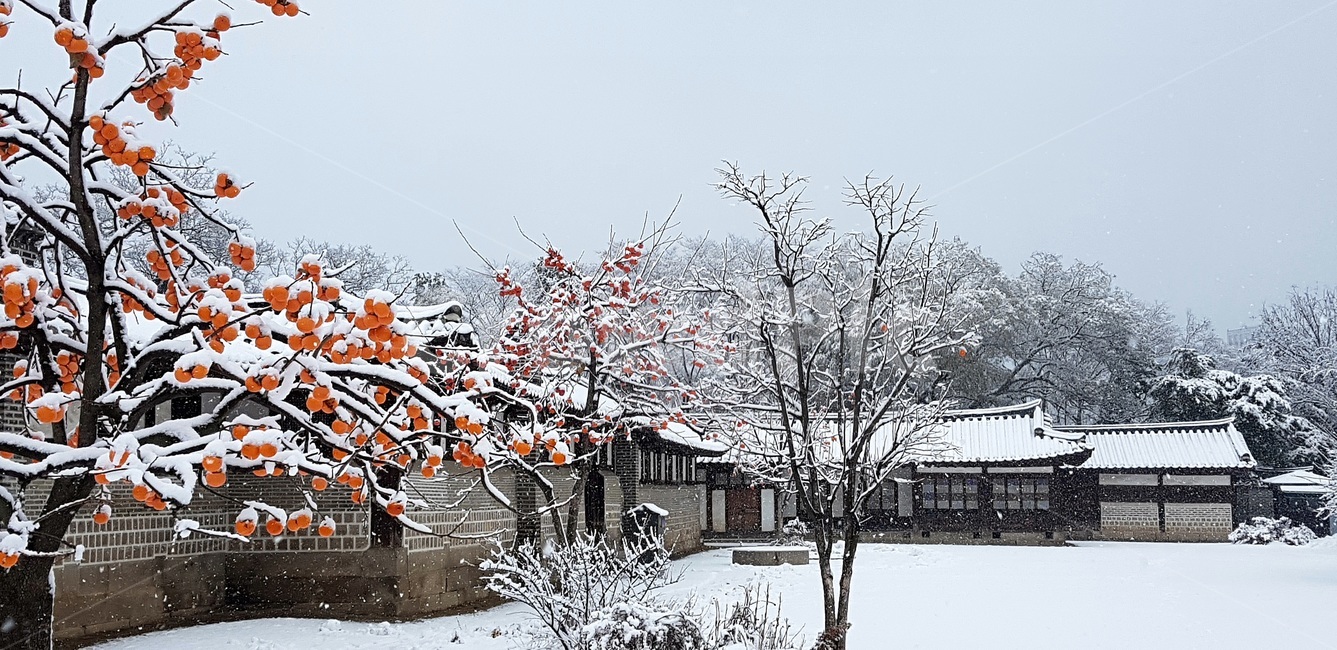 첫눈,창덕궁,낙선재,홍시,firstsnow,changdeokgung,redripepersimmon,softpersimmon,persimmon,changdeokgungnakseonjae,nakseonjae,겨울,계절,winter,season,한국전통,한국문화,korean traditional,korean culture,식물,자연,plants,nature,과일,열매,fruit,건축물,건물외관,exterior,building,structure,architecture,construction